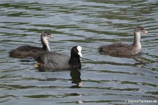 Blässralle oder Blässhuhn (Fulica atra atra) mit jugendlichem Nachwuchs am Kalscheurer Weiher in Köln