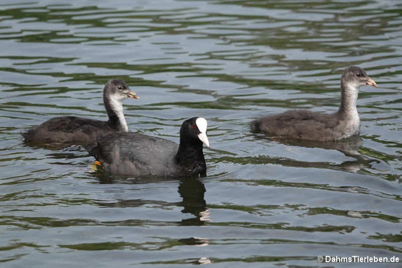 Fulica atra atra