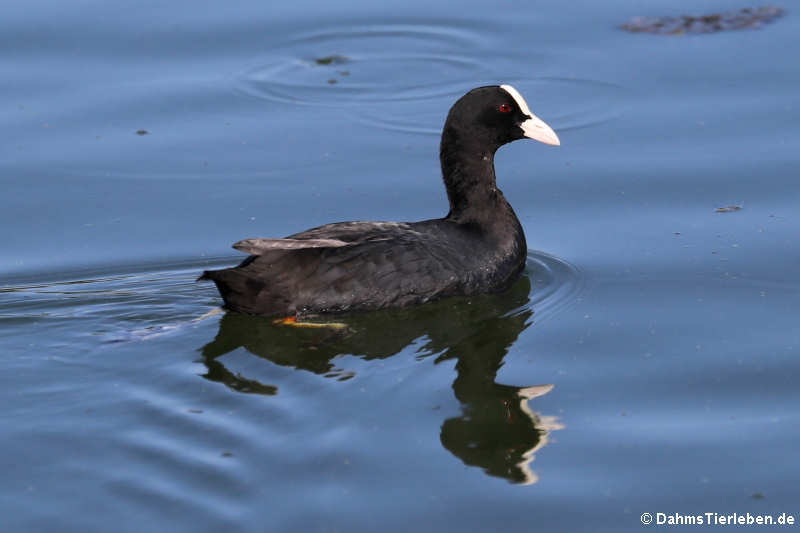 Blässhuhn oder Blässralle (Fulica atra atra)