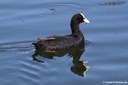 Fulica atra atra