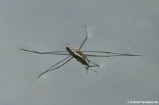 Gemeiner Wasserläufer (Gerris lacustris) am Kalscheurer Weiher in Köln