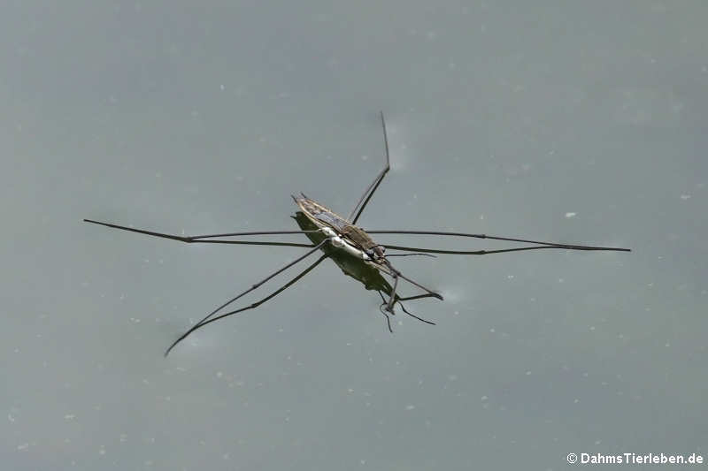 Gemeiner Wasserläufer (Gerris lacustris)