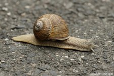 Helix pomatia (Weinbergschnecke) am Kalscheurer Weiher in Köln