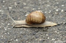 Helix pomatia (Weinbergschnecke) am Kalscheurer Weiher in Köln