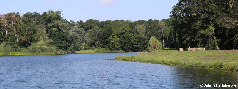 Stockenten (Anas platyrhynchos)