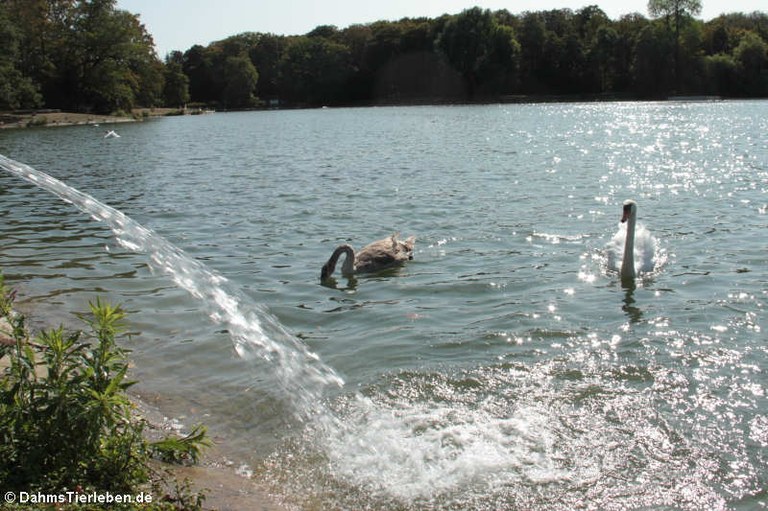 Kalscheurer Weiher