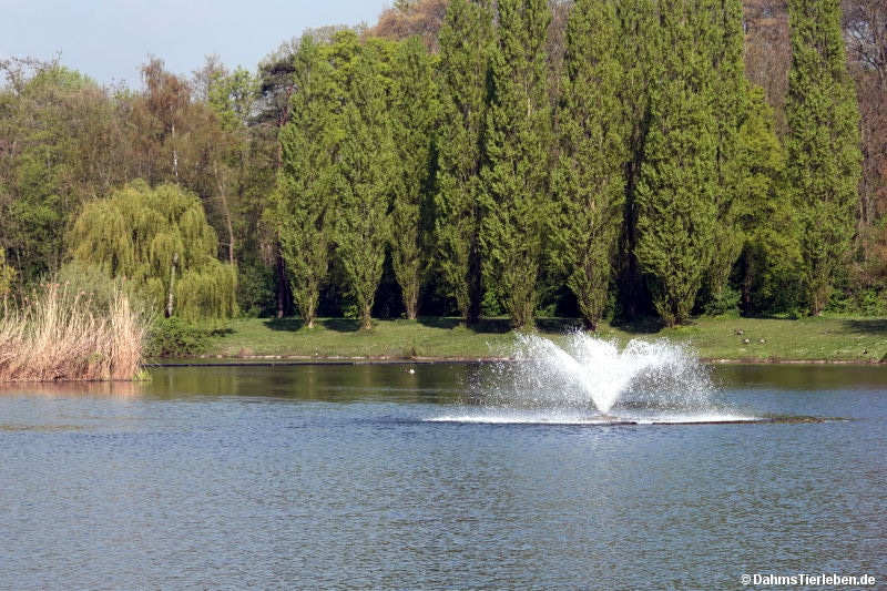 Kalscheurer Weiher-2