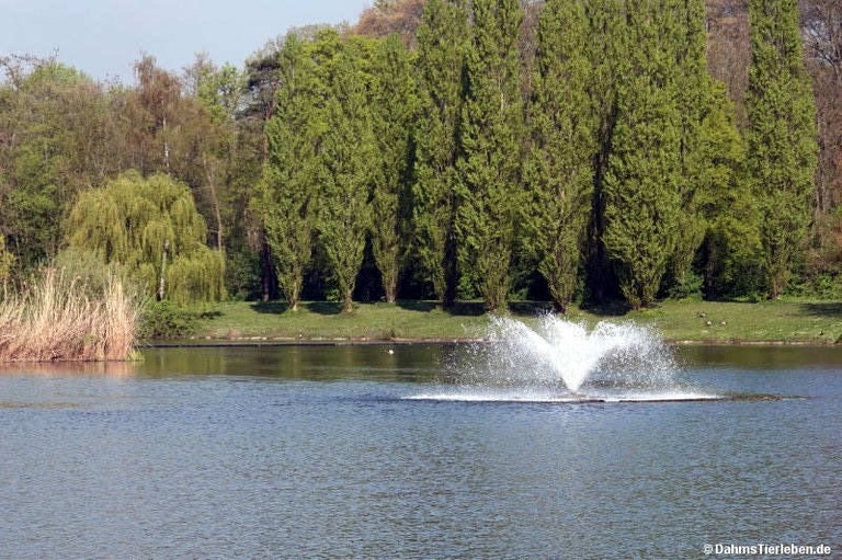 Kalscheurer Weiher
