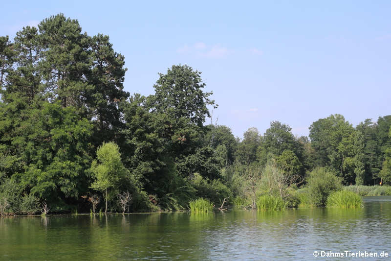 Kalscheurer Weiher