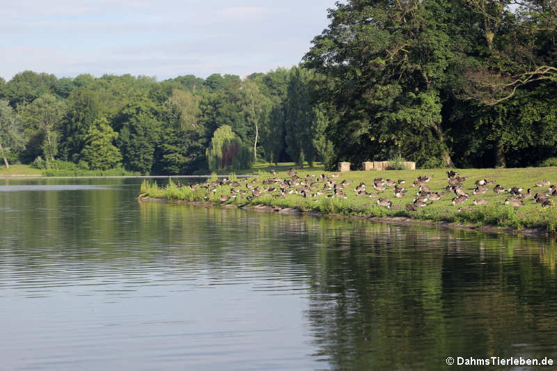 Kalscheurer Weiher