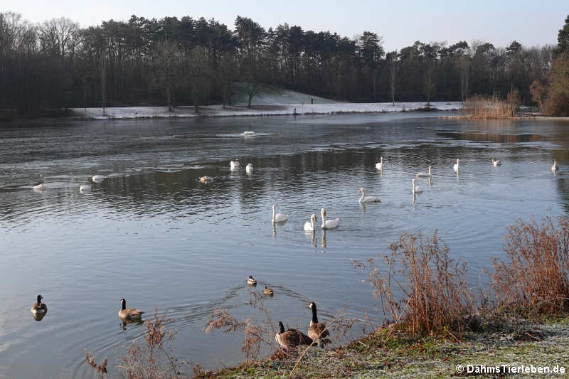 Der Kalscheurer Weiher im Winter