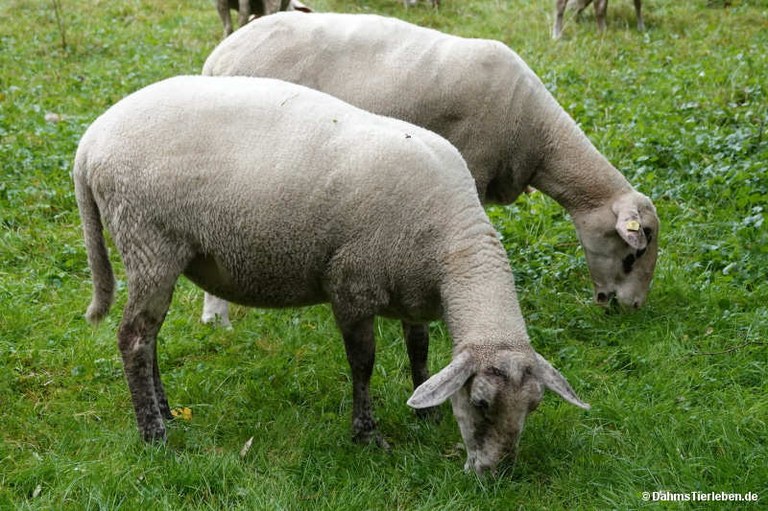 Merinoschafe