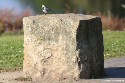 Bachstelze (Motacilla alba alba)