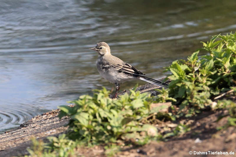 Motacilla alba alba