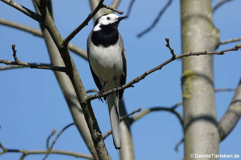 Bachstelze (Motacilla alba alba)