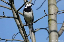 Bachstelze (Motacilla alba alba) am Kalscheurer Weiher, Köln