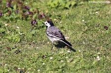 Bachstelze (Motacilla alba alba) am Kalscheurer Weiher, Köln