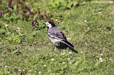 Bachstelze (Motacilla alba alba) am Kalscheurer Weiher, Köln