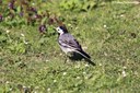 Motacilla alba alba