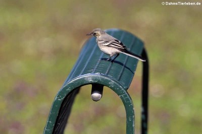 Bachstelze (Motacilla alba alba)