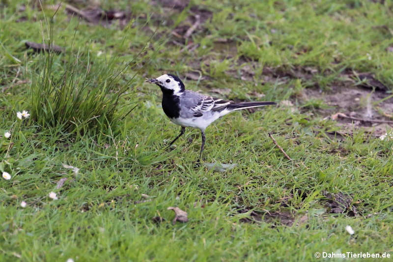 Adulte männliche Bachstelze (Motacilla alba alba)