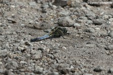 Libelle am Kalscheurer Weiher, möglicherweise Großer Blaupfeil (Orthetrum cancellatum)