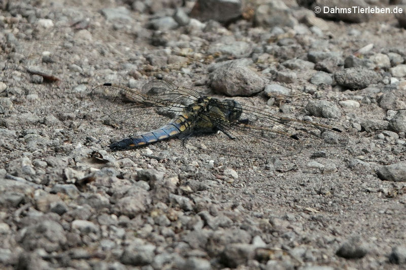 Libelle, möglicherweise ein Großer Blaupfeil (Orthetrum cancellatum)