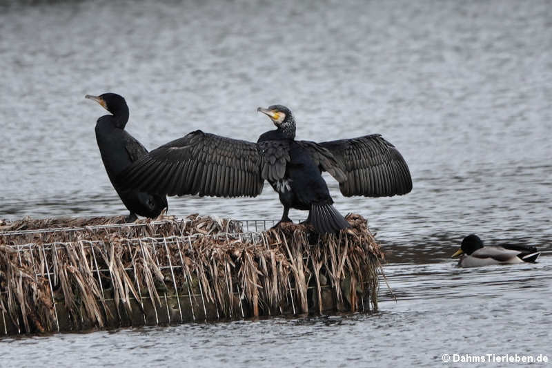 Kormorane (Phalacrocorax carbo sinensis)