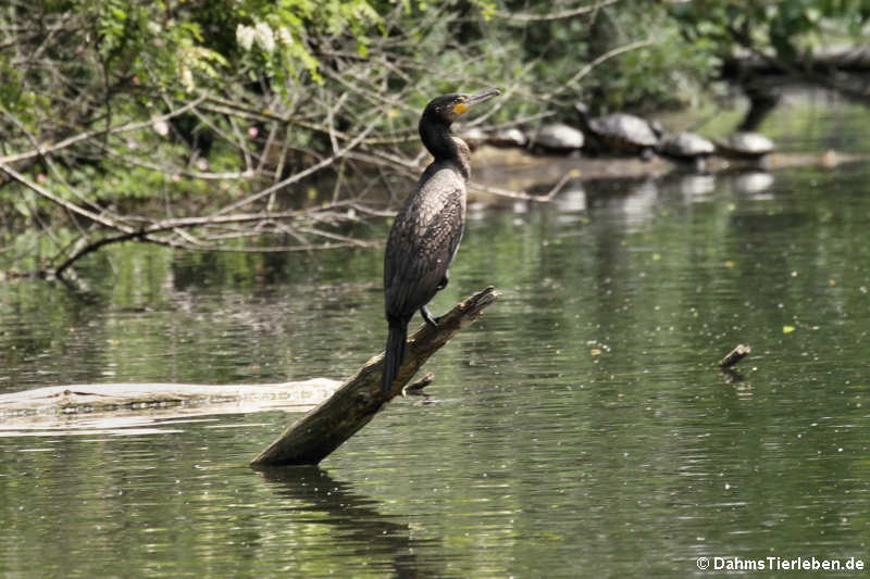 Kormoran (Phalacrocorax carbo sinensis)