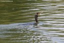 Phalacrocorax carbo sinensis