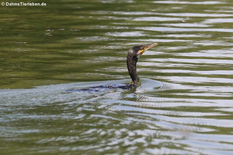 Phalacrocorax carbo sinensis