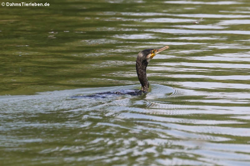 Kormoran (Phalacrocorax carbo sinensis)