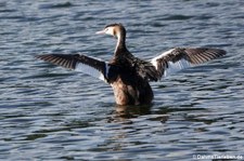 Haubentaucher (Podiceps cristatus cristatus) am Kalscheurer Weiher in Köln