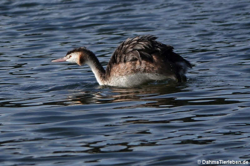 Haubentaucher (Podiceps cristatus cristatus)