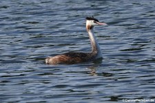 Haubentaucher (Podiceps cristatus cristatus) am Kalscheurer Weiher in Köln