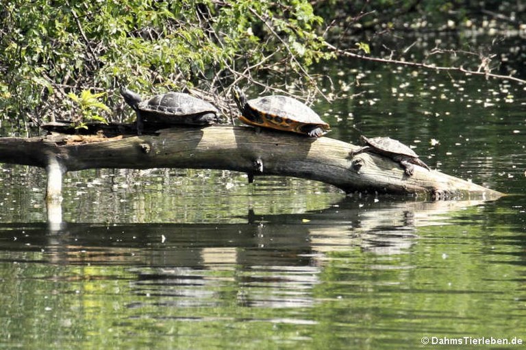 Schildkröten