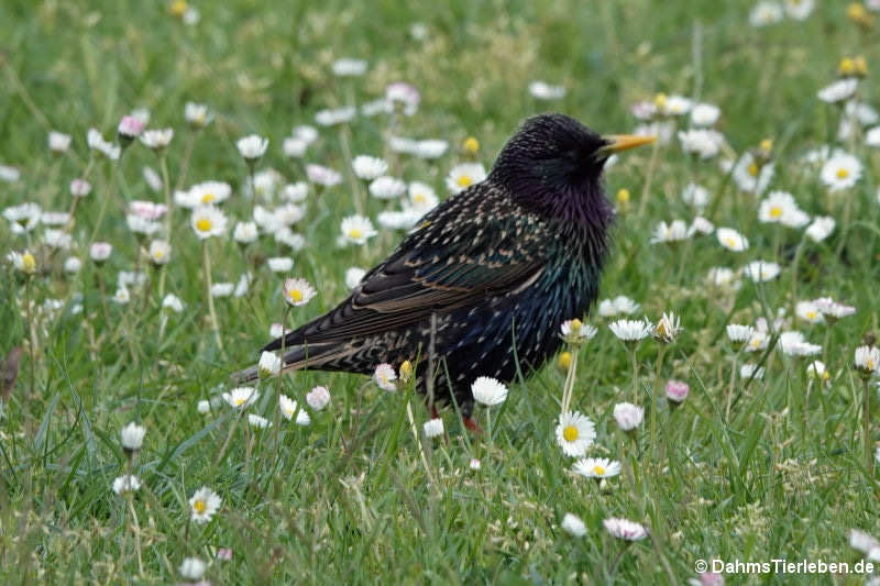 Star (Sturnus vulgaris)