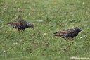 Sturnus vulgaris