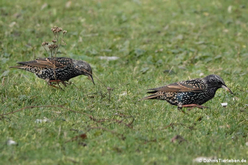 Star (Sturnus vulgaris)