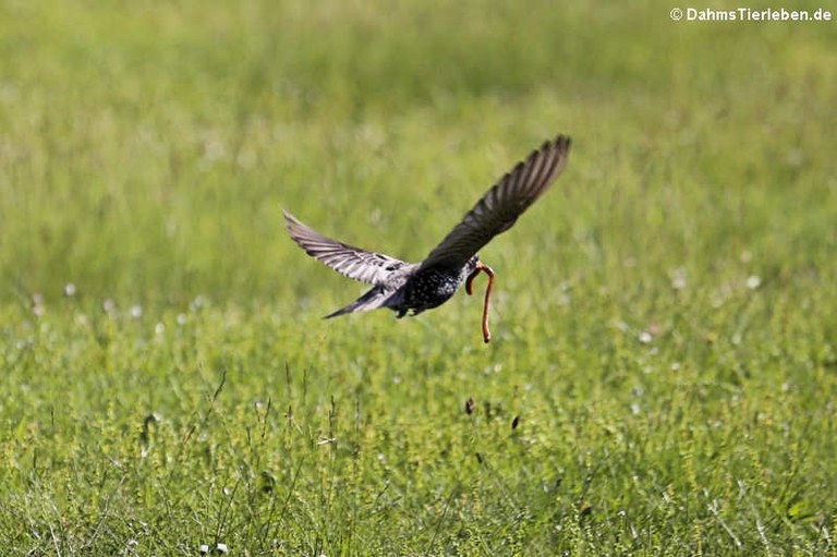 Sturnus vulgaris