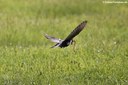 Sturnus vulgaris