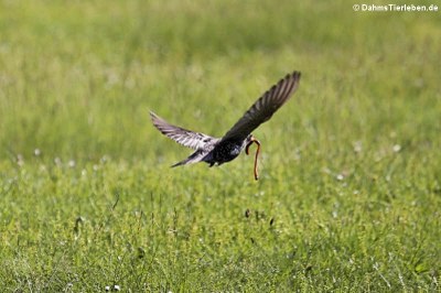 Star (Sturnus vulgaris)
