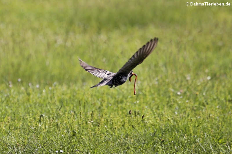 Star (Sturnus vulgaris)