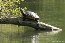 Gelbwangen-Schmuckschildkröte (Trachemys scripta scripta) am Kalscheurer Weiher, Köln