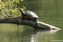 Trachemys scripta scripta