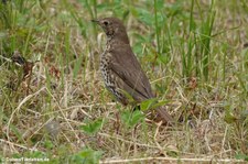 Singdrossel (Turdus philomelos) am Kalscheurer Weiher