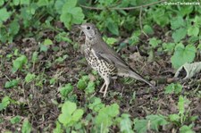 Misteldrossel (Turdus viscivorus) am Kalscheurer Weiher in Köln