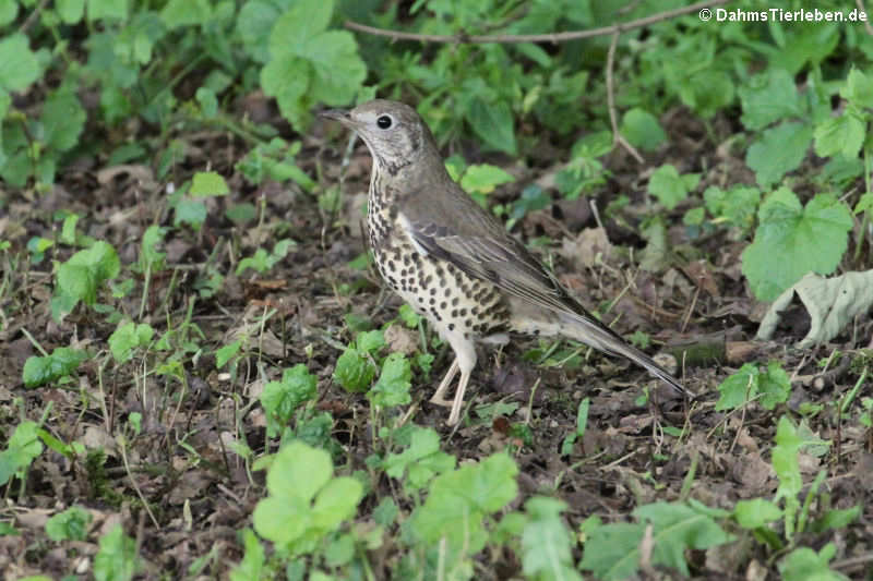 Turdus viscivorus