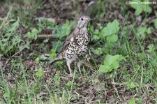 Misteldrossel (Turdus viscivorus) am Kalscheurer Weiher in Köln