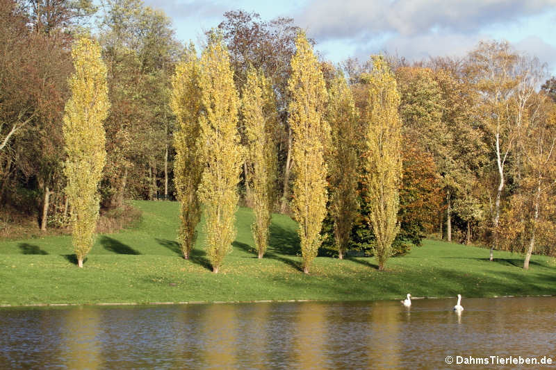 Der Kalscheurer Weiher im Herbst